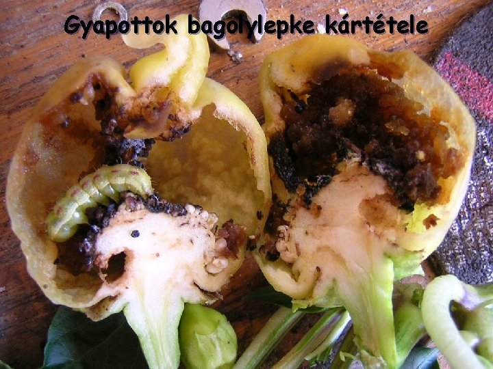 Gyapottok bagolylepke kártétele 