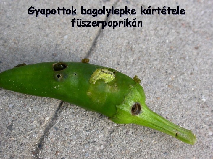 Gyapottok bagolylepke kártétele fűszerpaprikán 