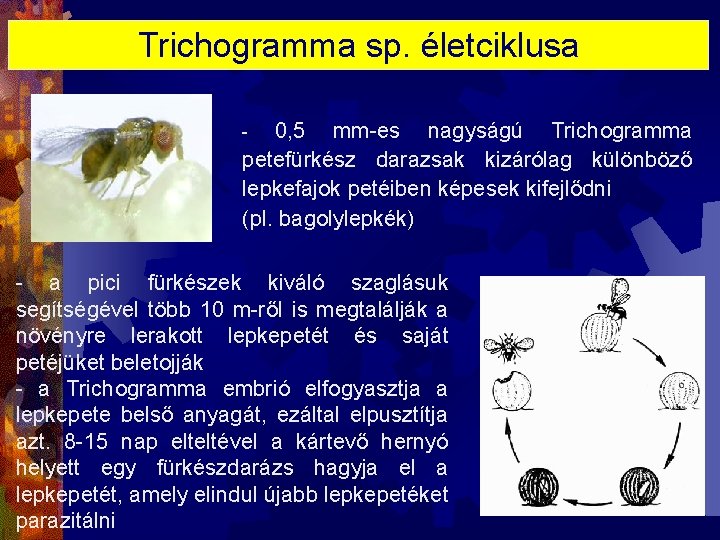 Trichogramma sp. életciklusa 0, 5 mm-es nagyságú Trichogramma petefürkész darazsak kizárólag különböző lepkefajok petéiben