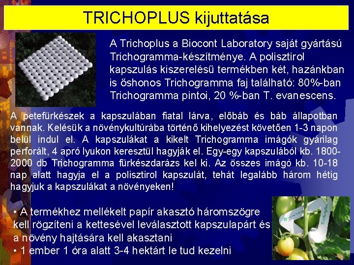 TRICHOPLUS kijuttatása A Trichoplus a Biocont Laboratory saját gyártású Trichogramma-készítménye. A polisztirol kapszulás kiszerelésű