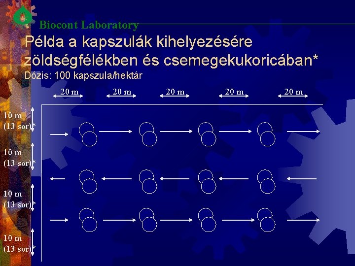 Biocont Laboratory Példa a kapszulák kihelyezésére zöldségfélékben és csemegekukoricában* Dózis: 100 kapszula/hektár 20 m