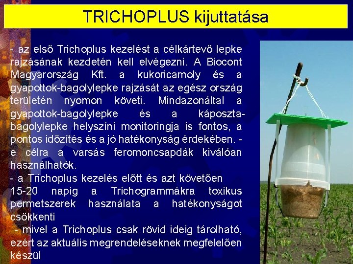 TRICHOPLUS kijuttatása - az első Trichoplus kezelést a célkártevő lepke rajzásának kezdetén kell elvégezni.