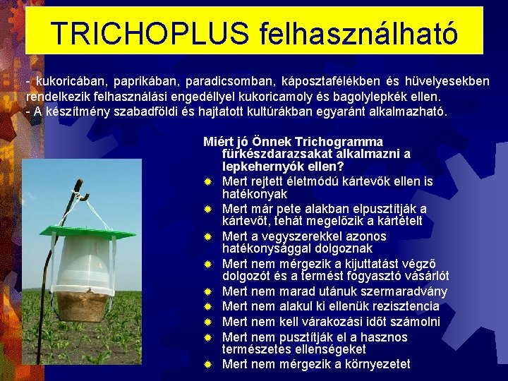 TRICHOPLUS felhasználható - kukoricában, paprikában, paradicsomban, káposztafélékben és hüvelyesekben rendelkezik felhasználási engedéllyel kukoricamoly és