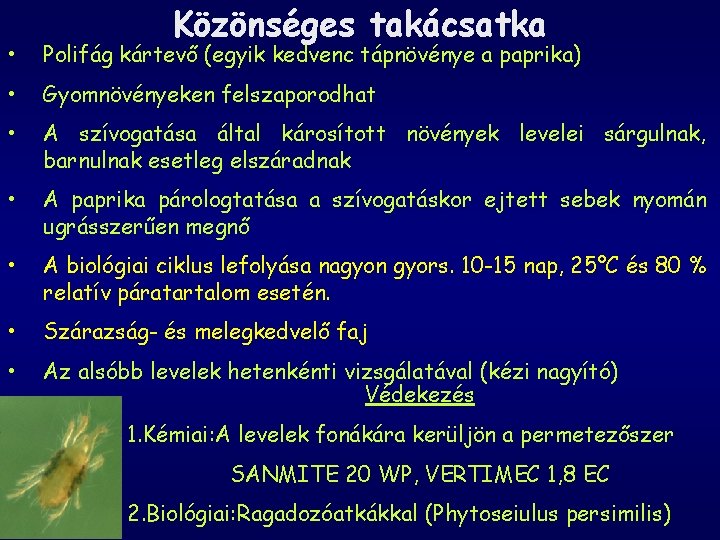 Közönséges takácsatka • Polifág kártevő (egyik kedvenc tápnövénye a paprika) • Gyomnövényeken felszaporodhat •