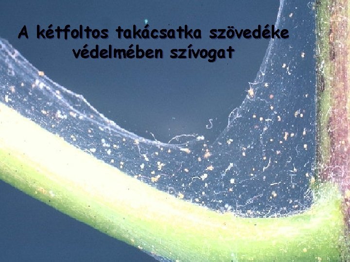 A kétfoltos takácsatka szövedéke védelmében szívogat 