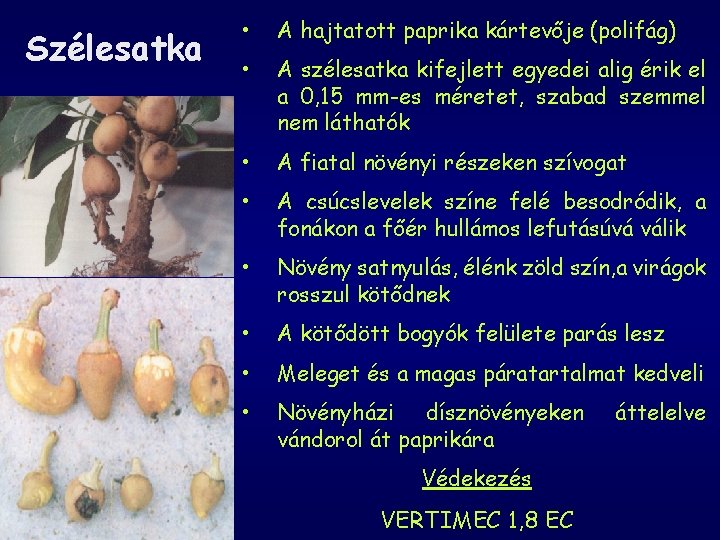 Szélesatka • A hajtatott paprika kártevője (polifág) • A szélesatka kifejlett egyedei alig érik