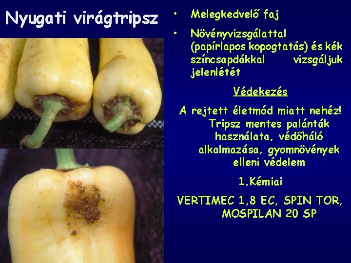 Nyugati virágtripsz • Melegkedvelő faj • Növényvizsgálattal (papírlapos kopogtatás) és kék színcsapdákkal vizsgáljuk jelenlétét