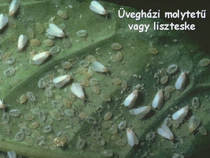 Üvegházi molytetű vagy liszteske 