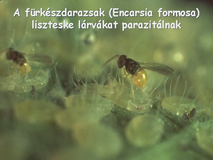 A fürkészdarazsak (Encarsia formosa) liszteske lárvákat parazitálnak 