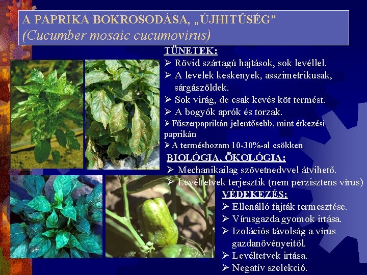 A PAPRIKA BOKROSODÁSA, „ÚJHITŰSÉG” (Cucumber mosaic cucumovirus) TÜNETEK: Ø Rövid szártagú hajtások, sok levéllel.