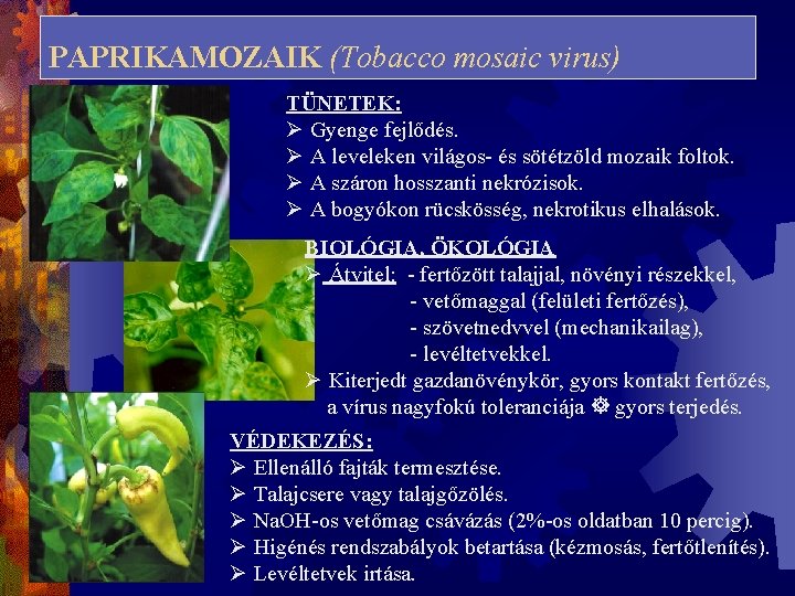 PAPRIKAMOZAIK (Tobacco mosaic virus) TÜNETEK: Ø Gyenge fejlődés. Ø A leveleken világos- és sötétzöld