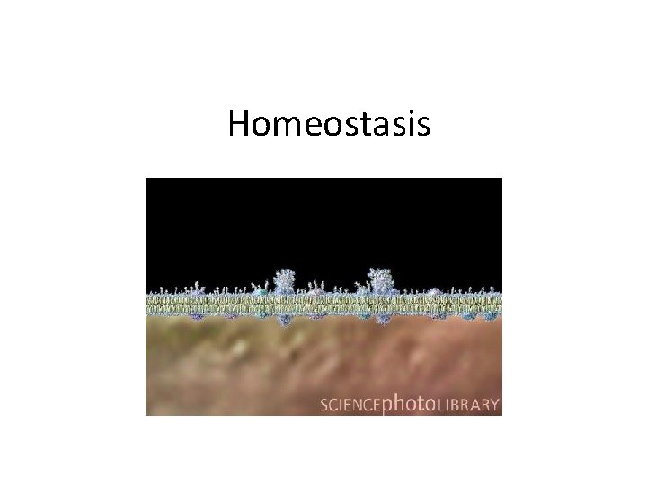 Homeostasis 