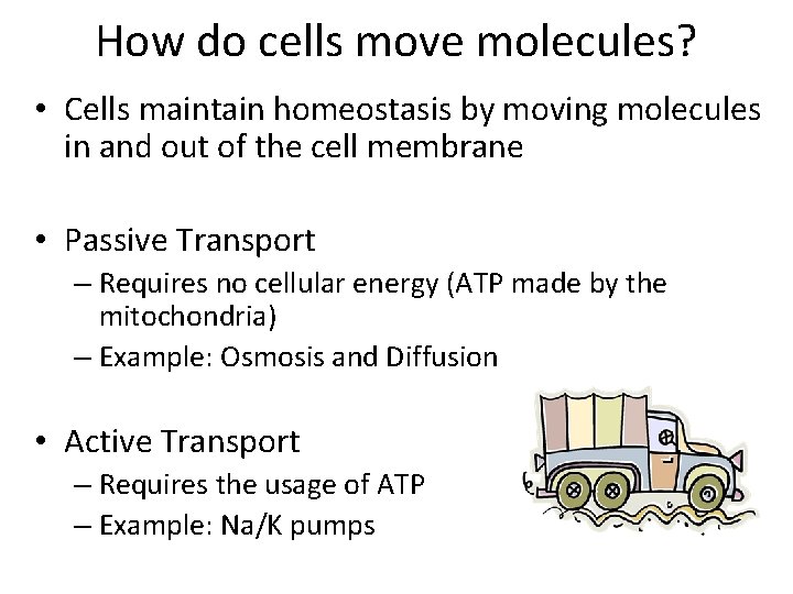 How do cells move molecules? • Cells maintain homeostasis by moving molecules in and How do cells move molecules? • Cells maintain homeostasis by moving molecules in and