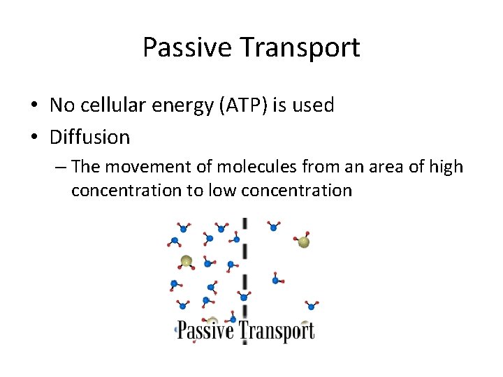 Passive Transport • No cellular energy (ATP) is used • Diffusion – The movement