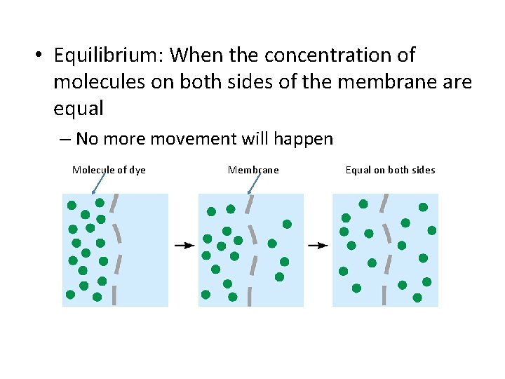 • Equilibrium: When the concentration of molecules on both sides of the membrane • Equilibrium: When the concentration of molecules on both sides of the membrane