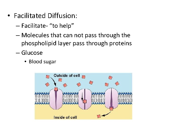  • Facilitated Diffusion: – Facilitate- “to help” – Molecules that can not pass