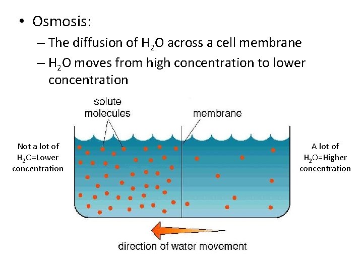  • Osmosis: – The diffusion of H 2 O across a cell membrane