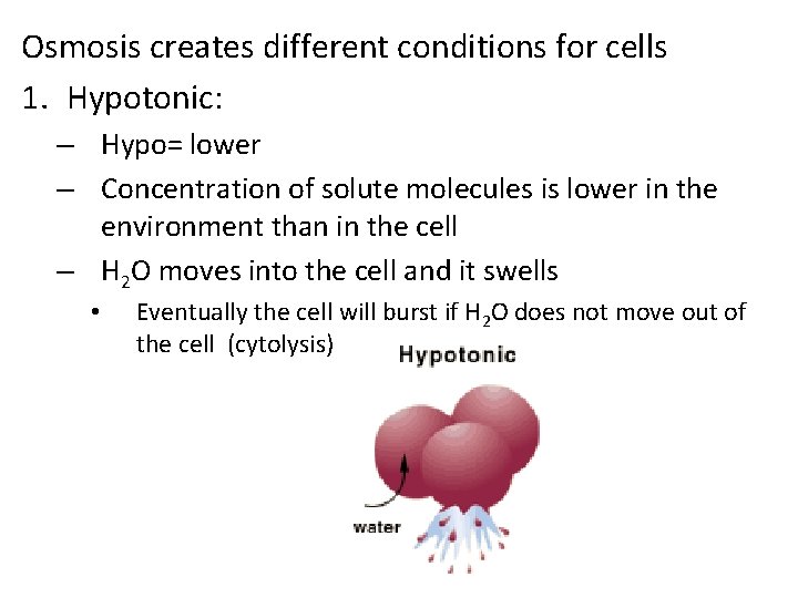 Osmosis creates different conditions for cells 1. Hypotonic: – Hypo= lower – Concentration of