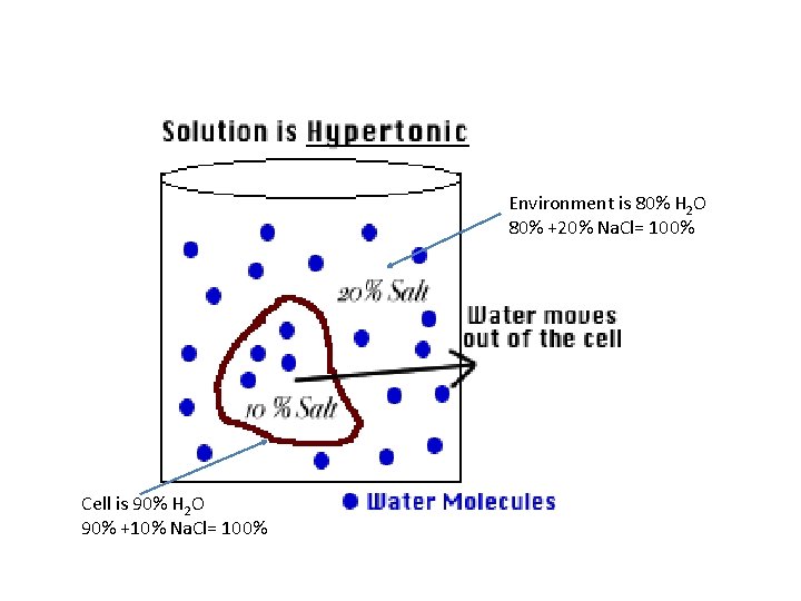 Environment is 80% H 2 O 80% +20% Na. Cl= 100% Cell is 90%