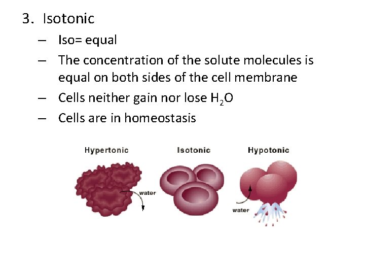 3. Isotonic – Iso= equal – The concentration of the solute molecules is equal