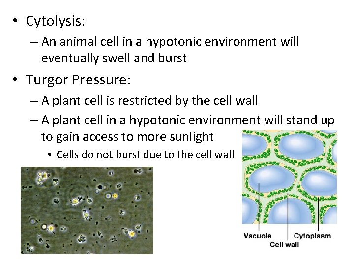 • Cytolysis: – An animal cell in a hypotonic environment will eventually swell • Cytolysis: – An animal cell in a hypotonic environment will eventually swell