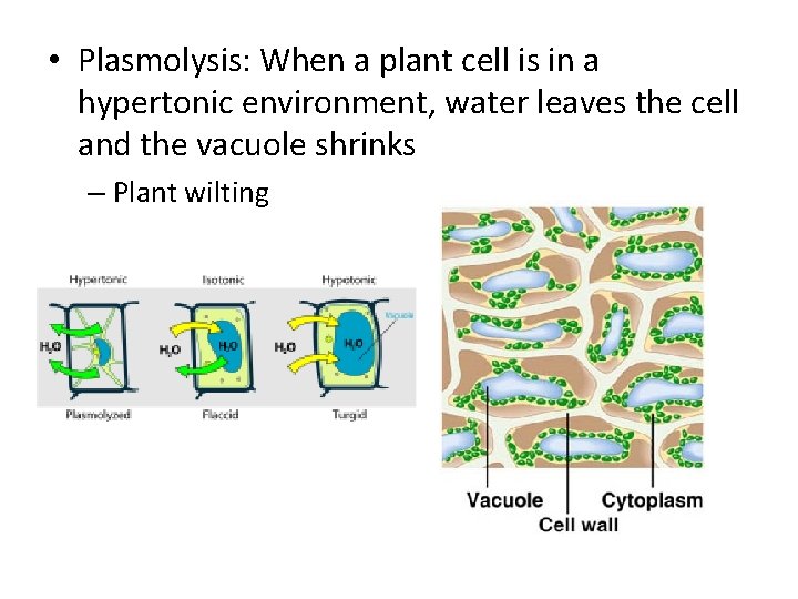  • Plasmolysis: When a plant cell is in a hypertonic environment, water leaves