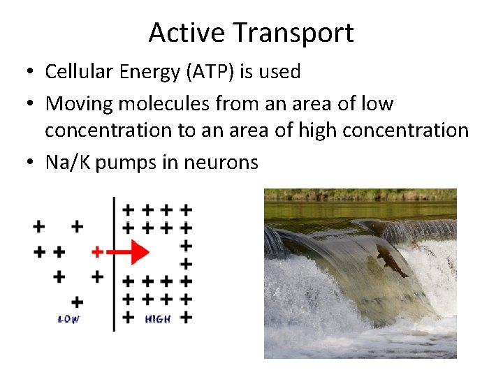 Active Transport • Cellular Energy (ATP) is used • Moving molecules from an area Active Transport • Cellular Energy (ATP) is used • Moving molecules from an area