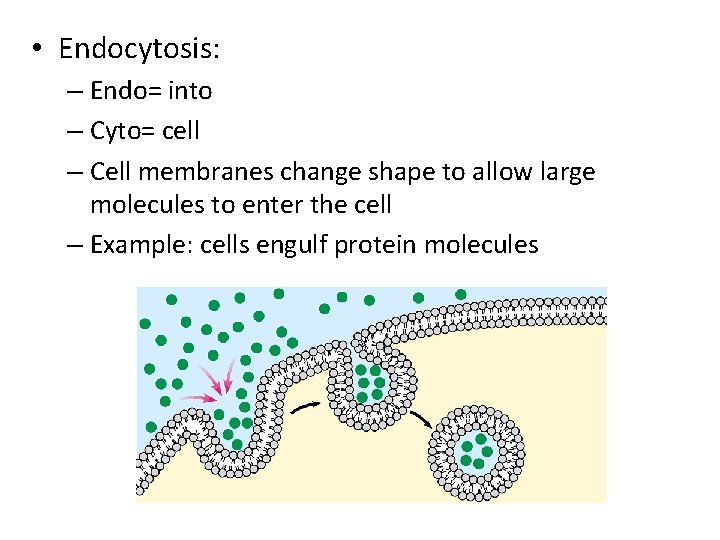  • Endocytosis: – Endo= into – Cyto= cell – Cell membranes change shape