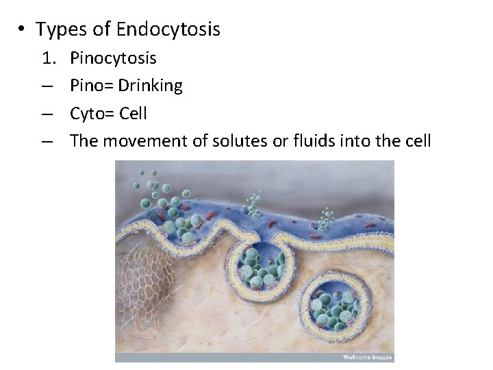  • Types of Endocytosis 1. – – – Pinocytosis Pino= Drinking Cyto= Cell