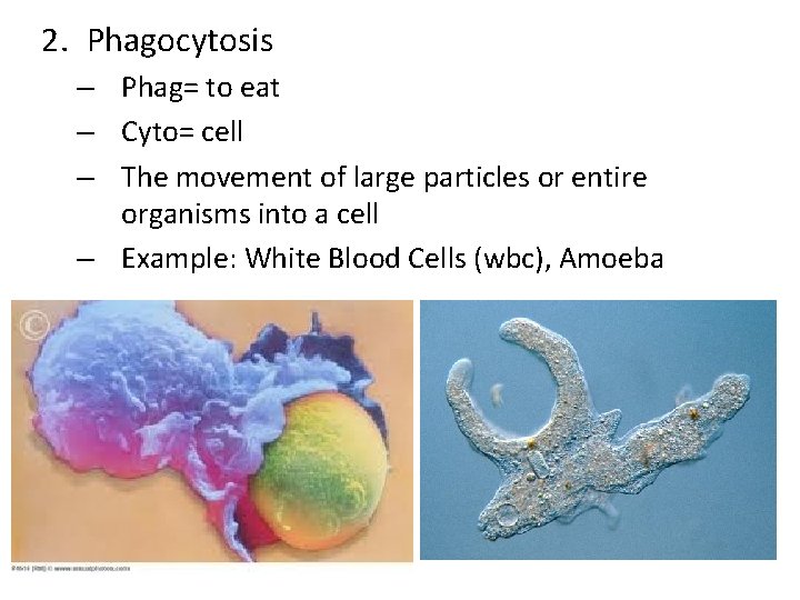 2. Phagocytosis – Phag= to eat – Cyto= cell – The movement of large