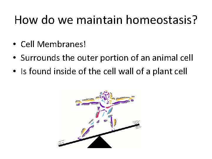 How do we maintain homeostasis? • Cell Membranes! • Surrounds the outer portion of