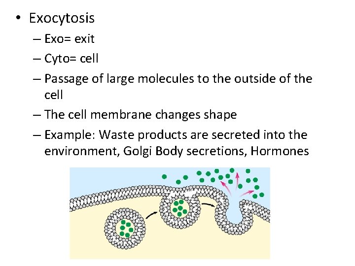  • Exocytosis – Exo= exit – Cyto= cell – Passage of large molecules