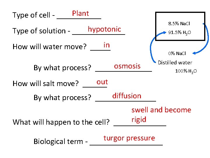 Plant Type of cell - ______ 8. 5% Na. Cl hypotonic Type of solution Plant Type of cell - ______ 8. 5% Na. Cl hypotonic Type of solution