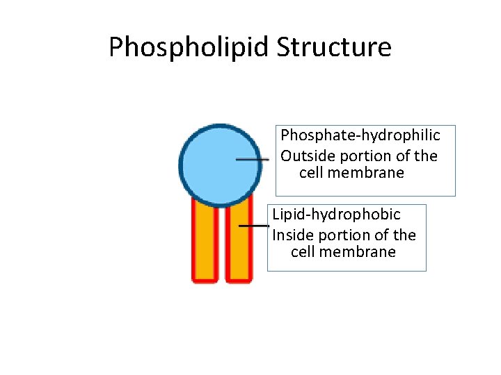 Phospholipid Structure Phosphate-hydrophilic Outside portion of the cell membrane Lipid-hydrophobic Inside portion of the Phospholipid Structure Phosphate-hydrophilic Outside portion of the cell membrane Lipid-hydrophobic Inside portion of the