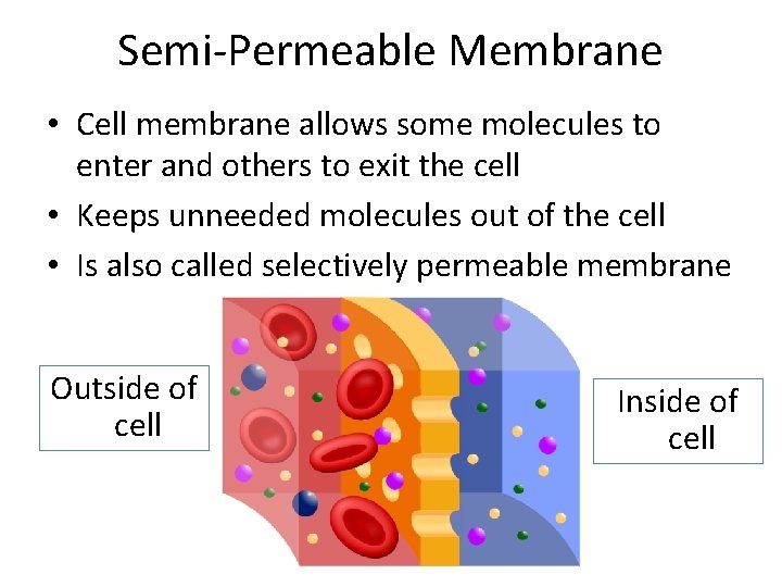 Semi-Permeable Membrane • Cell membrane allows some molecules to enter and others to exit Semi-Permeable Membrane • Cell membrane allows some molecules to enter and others to exit