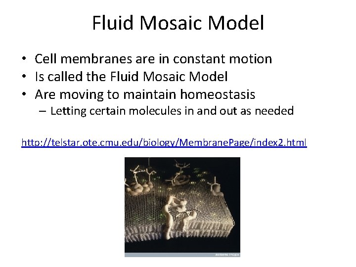 Fluid Mosaic Model • Cell membranes are in constant motion • Is called the