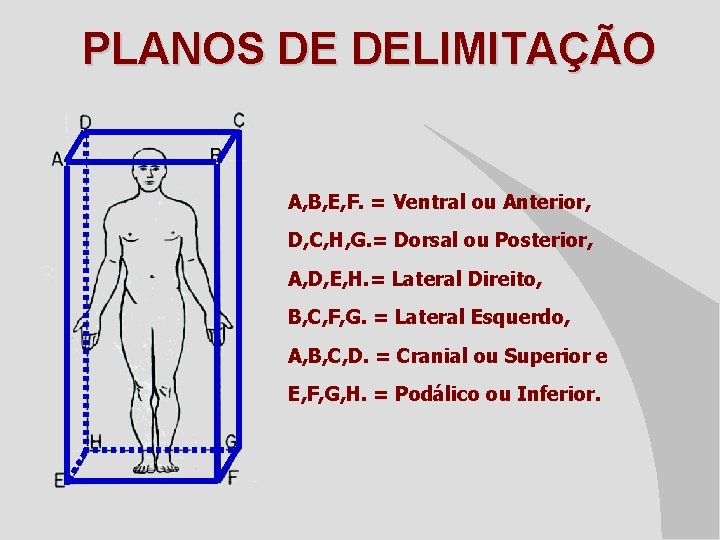 PLANOS DE DELIMITAÇÃO A, B, E, F. = Ventral ou Anterior, D, C, H,