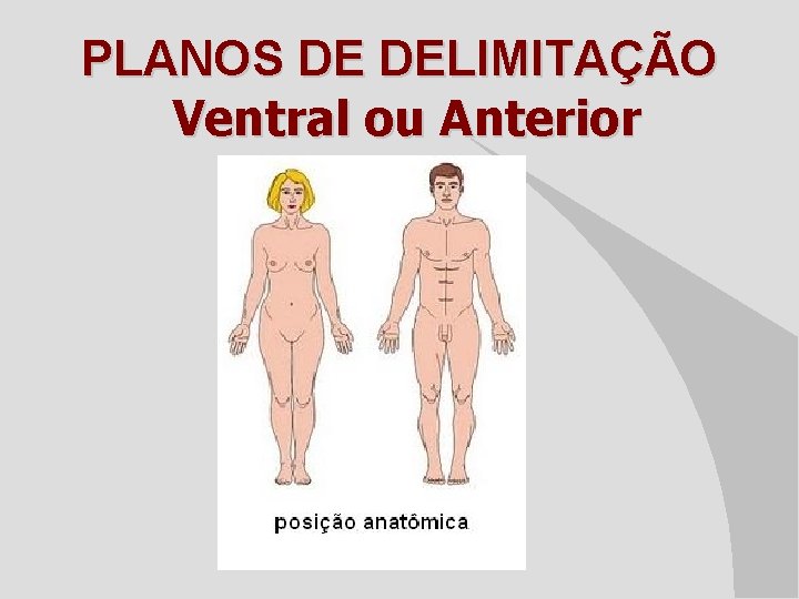 PLANOS DE DELIMITAÇÃO Ventral ou Anterior 