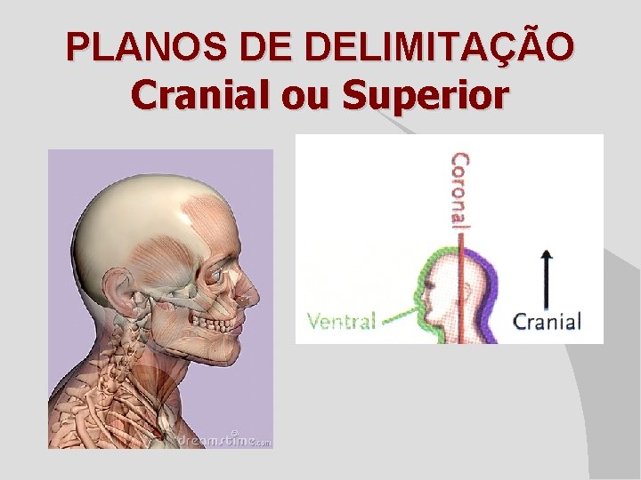 PLANOS DE DELIMITAÇÃO Cranial ou Superior 