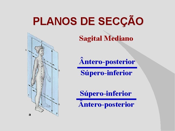 PLANOS DE SECÇÃO Sagital Mediano ntero-posterior Súpero-inferior ntero-posterior 