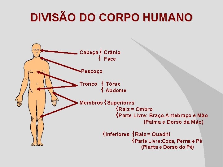 DIVISÃO DO CORPO HUMANO Cabeça Crânio Face Pescoço Tronco Tórax Abdome Membros Superiores Raiz
