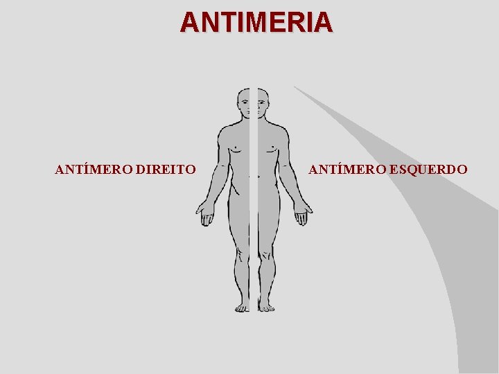 ANTIMERIA ANTÍMERO DIREITO ANTÍMERO ESQUERDO 