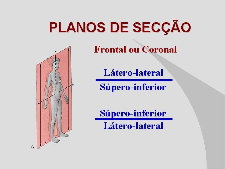 PLANOS DE SECÇÃO Frontal ou Coronal Látero-lateral Súpero-inferior Látero-lateral 