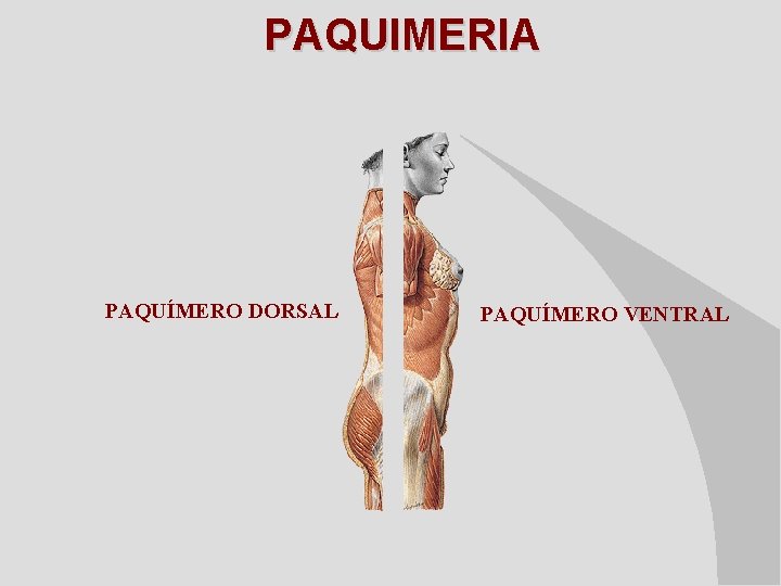 PAQUIMERIA PAQUÍMERO DORSAL PAQUÍMERO VENTRAL 