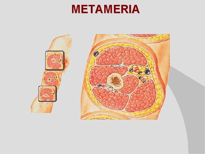 METAMERIA 