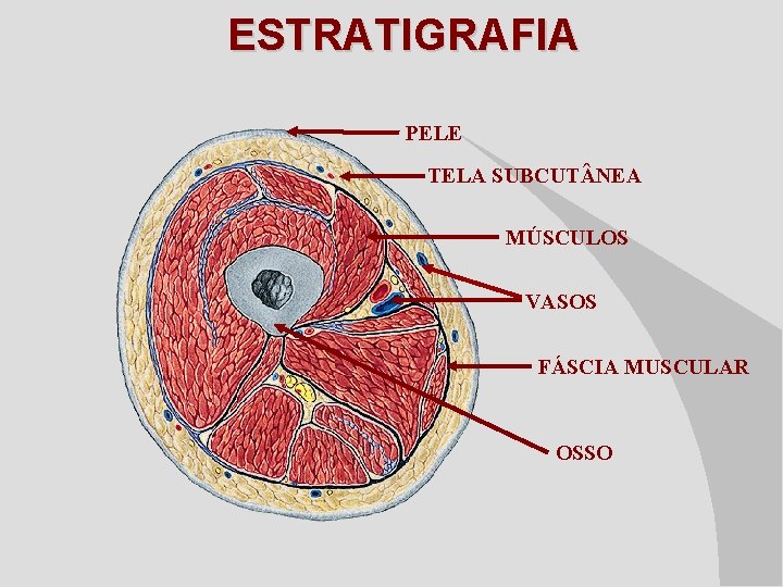 ESTRATIGRAFIA PELE TELA SUBCUT NEA MÚSCULOS VASOS FÁSCIA MUSCULAR OSSO 