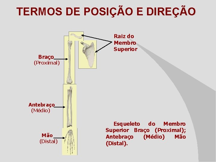 TERMOS DE POSIÇÃO E DIREÇÃO Raiz do Membro Superior Braço (Proximal) Antebraço (Médio) Mão