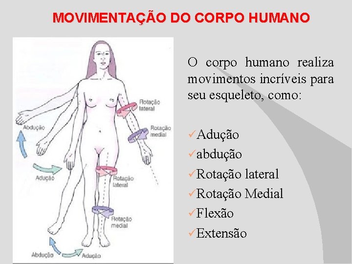 MOVIMENTAÇÃO DO CORPO HUMANO O corpo humano realiza movimentos incríveis para seu esqueleto, como:
