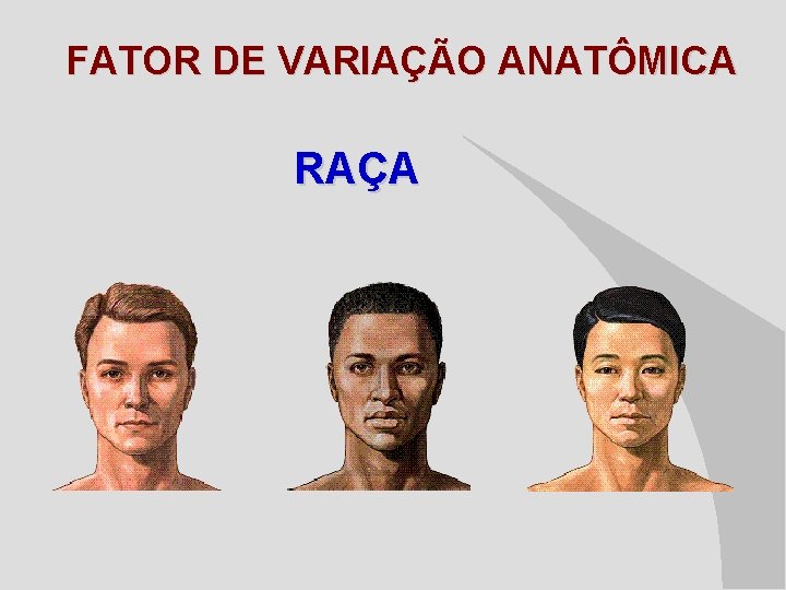 FATOR DE VARIAÇÃO ANATÔMICA RAÇA 