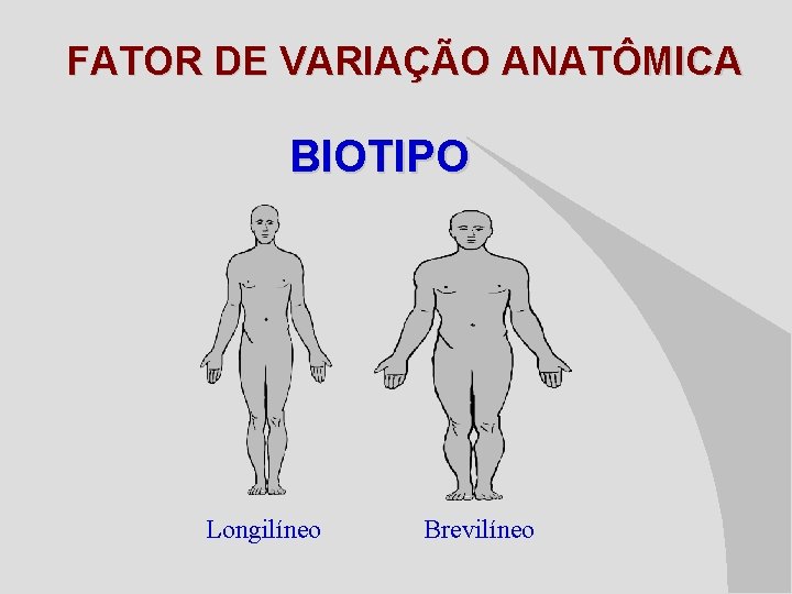 FATOR DE VARIAÇÃO ANATÔMICA BIOTIPO Longilíneo Brevilíneo 